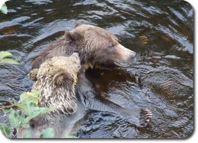 Listening Bear
