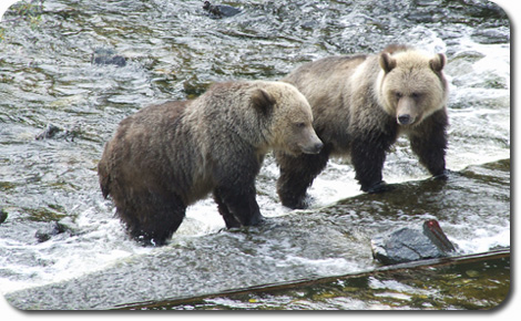 Two Grizzly Cubs