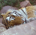 Siberian Tiger