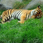 Sleepy Tiger