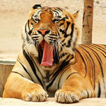 Yawning Tiger